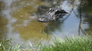 American Alligator 2021 Gator Close-Up Herman Park Zoo Free Stock Video