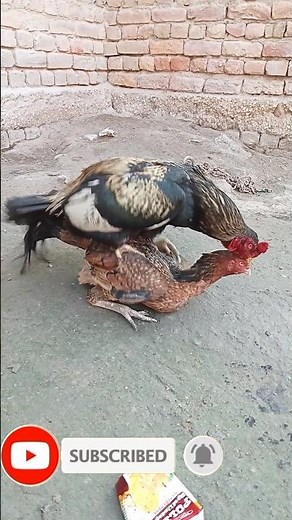 Chicken Mating | Rooster Mating | Chickens mating compilation | asil chickens | murga murgi #shorts