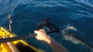 Kayakiste vs Requin-marteau