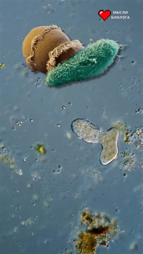 Exploring the Fascinating World of Biology: Infusoria and Scientific Discoveries