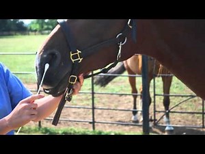 Equine Flu – How do we diagnose Equine Influenza at the Animal Health Trust AHT