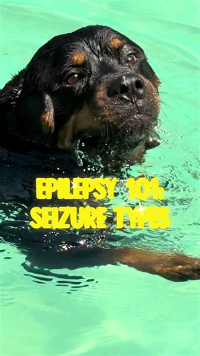 Epilepsy 101: Seizure Types pt 1