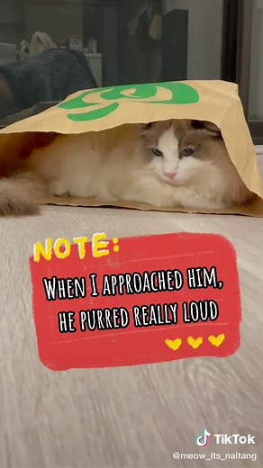 Meow_its_NaiTang on TikTok