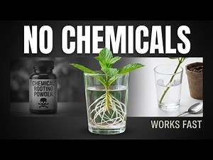 How to Root Plants Without Chemicals — Fast, Cheap, Proven