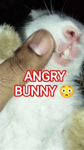 Jenny Bunny Got Angry at Cameraman 😳🐰 | “Udaa Denge!” #Shorts #cutepets#bunnies