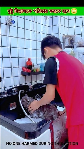 Grooming an Angry Cat: Professional Tips and Care! 🐱✨