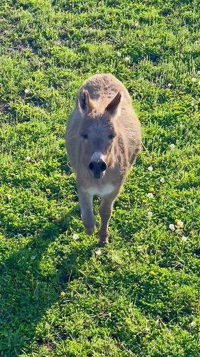 Pubity | I love how the donkey immediately starts pleading his case with his owner 🤣🫏 (Stephanie W. via ViralHog) | Instagram