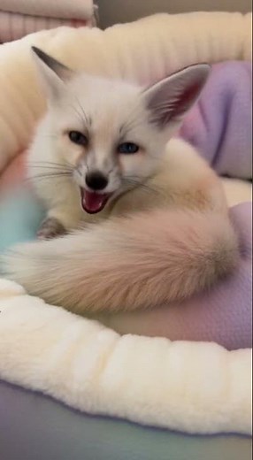 A Baby Fennec Fox Just Arrived at the Ranch Nursery