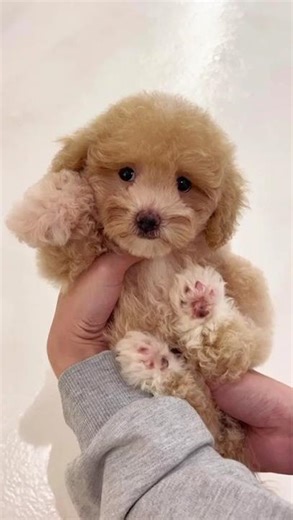JJB Poochon Puppy (Female)