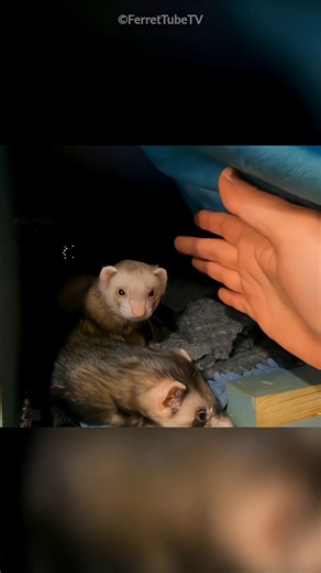 Ferret Shows Her Owner Something Special… A Sweet Surprise! ❤️