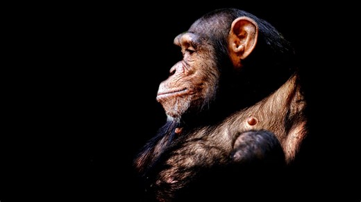 Kříženec šimpanze a člověka: O humanzee koluje spousta fám, hlavní slovo ale musí mít etika