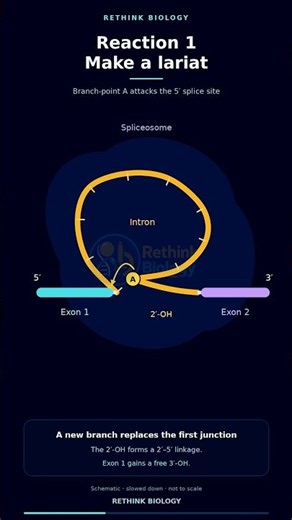 How Does mRNA Splicing Work? 🧬✂️ | Spliceosome Explained #Shorts #biology #rna