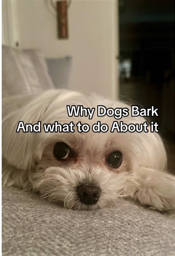 Barking isn’t bad behavior 🐶💛 —It’s communication. If you meet noise with noise, you’ll get more of it.🔥 If you meet it with calm, you’ll grow calm. 🐕 Slow your body. Soften your voice. Redirect that energy.🐾 #RaisingHappyDogs #PositiveReinforcement #DogBehavior #CalmDogs