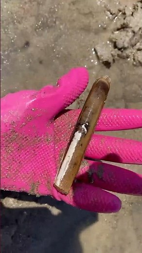 高松海岸マテ貝止まらん