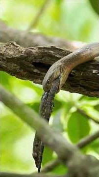 King Cobra kills Lizard #kingcobra #predators #wildlife