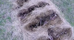 Ruth Stout Gardening Method - An Easy, Labor Saving Method That Really Works