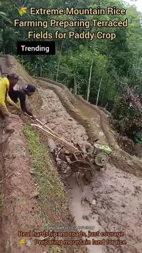 🌾 Extreme Mountain Rice Farming | Preparing Terraced Fields for Paddy Crop