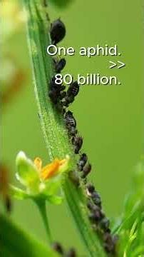 This insect is born already pregnant — with daughters who are already pregnant #science