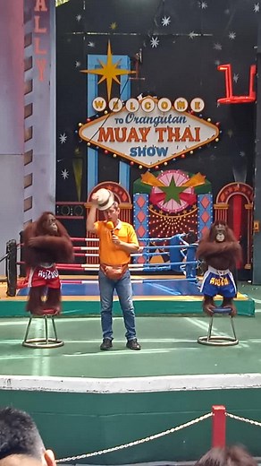 การแสดงลิงอุรังอุตังในสวนสัตว์ซาฟารีเวิลด์