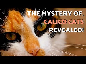 Discover All the Legends of Calico Cats (Tricolor Cats) 🐱🧧 | (Stories You Won't Believe)