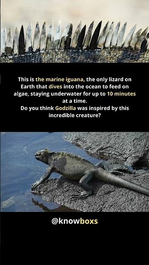 Marine Iguana – The Ocean-Diving Lizard of the Galápagos