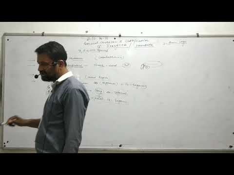 BSc 2nd Lect 06 general features of class insecta by Pankaj Sir