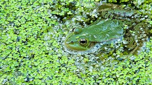 Capabilities-Driven Strategy   Growth