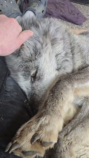 Clingy wolfdog insists I never stop petting him
