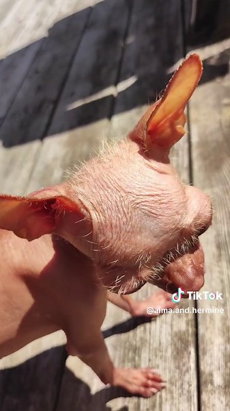 Finally some sunshine after heavy rain. ☀️🥰 #hairless #chihuahua #dog #hairlessdog #summer #fyp
