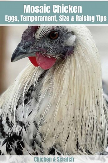 Mosaic Chicken: Eggs, Temperament, Size and Raising Tips