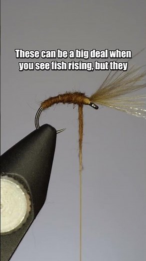 Mole Fly | Fly Tying Tutorial