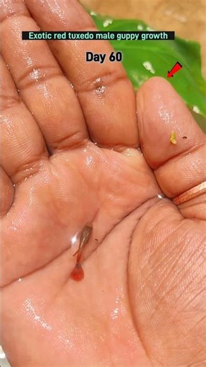 Exotic red tuxedo male guppy fish growth time duration #fishshorts #guppyfish #shortsfeed #fish