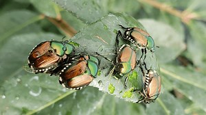 Japanese Beetle Control | Grass Pad
