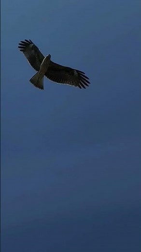 【トビ（トンビ）】急降下 急旋回 1