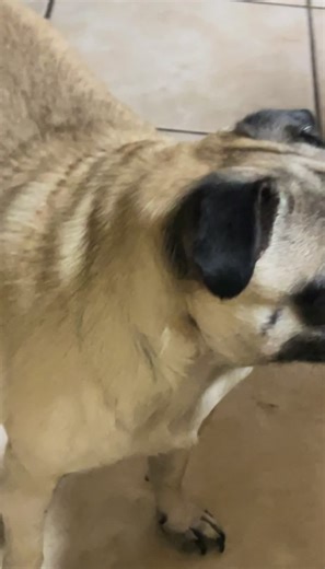 #fypシ #fyp #pug #veterinaria #haha | Pug