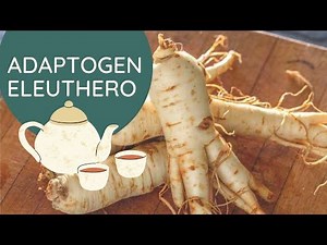 Eleuthero Root, Adaptogen for Stress, Fatigue, Thyroid and Immunity