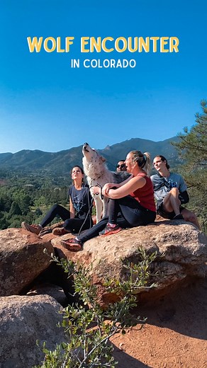 I can’t believe I actually got to meet my favorite animal 😍 I’ve been obsessed with wolves since I was a little girl. Something about them was just so powerful and mysterious, and I was so enraged that I even wrote short stories and poems about them for school. 🐺 The dogs we met were technically wolf-dogs (But CLOSE enough!) Each one of their wolf-dogs were rescued after being given up by their previous owners. These dogs need human interaction and care since they’re at least half-domesticated
