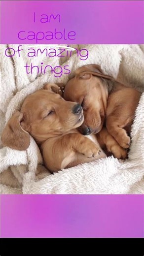 cutest dreaming dogs #capable #able #doxielove