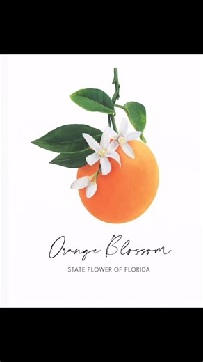 Dawn Drake on Instagram: "🍊Monday Fun Flower Facts 🍊 Featuring the Florida Orange Blossom – Florida’s State Flower 🍊 State Symbol: Adopted as the official state flower of Florida in 1909. 🧡Botanical Name: Citrus sinensis. 🌿 History & Meaning: Orange blossoms symbolize purity, innocence, fertility, and good fortune. They are one of the most fragrant flowers in the world and have long been used in perfumes. 🧡Colors: Bright white blooms with a delicat