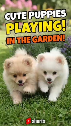 🐾 Two Cute Pomeranian Puppies Playing in the Garden! 🌸