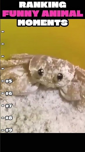 FUNNY ANIMAL moments 😂😂