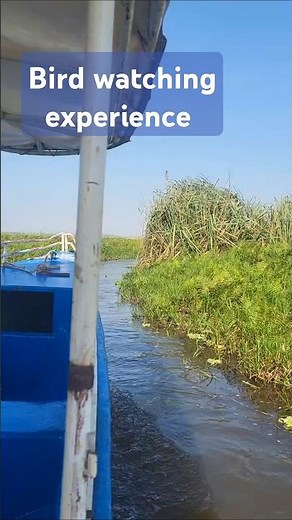 Shoebill experience. #wildlife #birds ##birdwatching