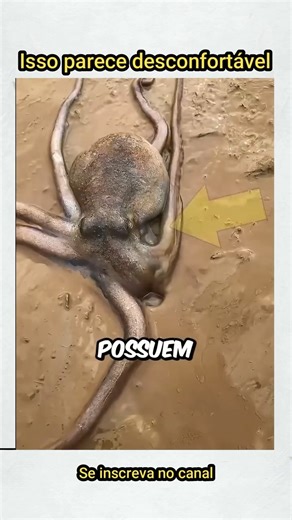 Só pode ser um ALIENÍGENA. #curiosidades #animais