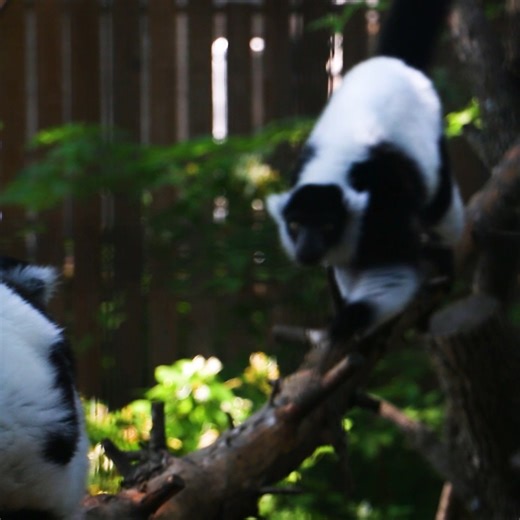 With their piercing eyes and raucous calls black and white ruffed lemurs are a huge part of Madagascar folklore among the native people. Before the lemurs could be properly documented, many people on the island thought they were spirits from another world. | Blank Park Zoo