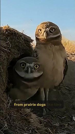 The Burrowing Owl: The Strangest Owl on the Planet! 🦉