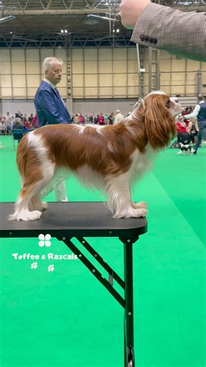 SAVE THE DATE ✨🐶 The world’s most iconic dog show is heading back to the NEC Birmingham from 5th–8th March 2026, proudly hosted by The Royal Kennel Club (UK) 🐩🏆 Crufts 2026 – Group Days: 🐶☀️🏆 📅 Dates: 5–8 March 2026 📍 Venue: NEC, National Exhibition Centre, Marston Green, Birmingham * Thursday, March 5: Working & Pastoral Groups. * Friday, March 6: Terrier & Hound Groups. * Saturday, March 7: Utility & Toy Groups. (remember this is the day for Cavaliers and Maltese!) * Sunday, March 8: Gu