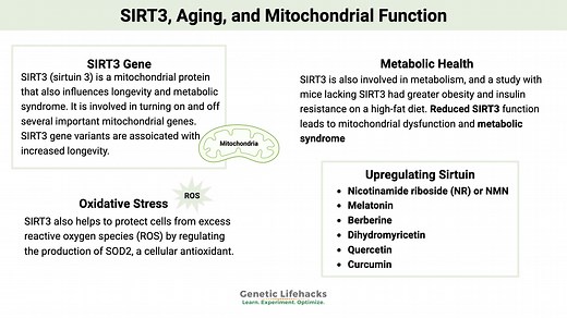 SIRT3, Aging, and Mitochondrial Function