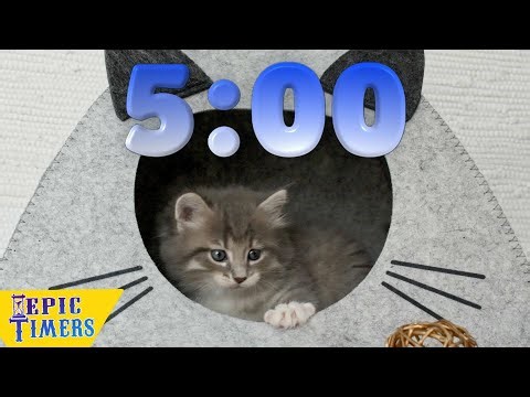 5 Minute Cute Kittens Music Timer!