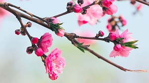 Step into a world of enchantment as Tianjin's Nankai district unveils the mesmerizing spectacle of the 🌸peach blossom festival at Changhong Park! With over 30 varieties and more than 400 peach trees in full bloom, the park is ablaze with a riot of colors, captivating all who behold its splendor. 🌷🌹🌺🌸 #SpringInTianjin #peachblossom | Discover Tianjin