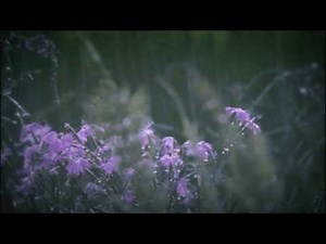 Arcangelo Corelli, Sonata a 4 in G minor, WoO 2 (complete). Pieter-Jan Belder & Musica Amphion